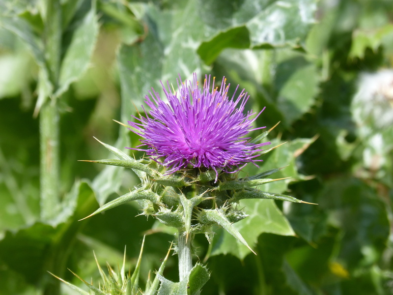 green color, field, purple, leaf, 4K, thorny, outdoors, wild flower, no people, plant, close-up, thistle, nature, freshness, beauty in nature, agriculture