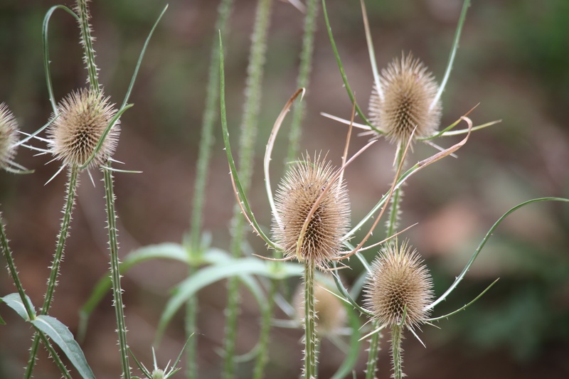 plant wildlife, freshness, dried, stem, thorns, vulnerability, nature, close-up, focus on foreground, plant stem, wild flower, wilted plant, outdoors, plant