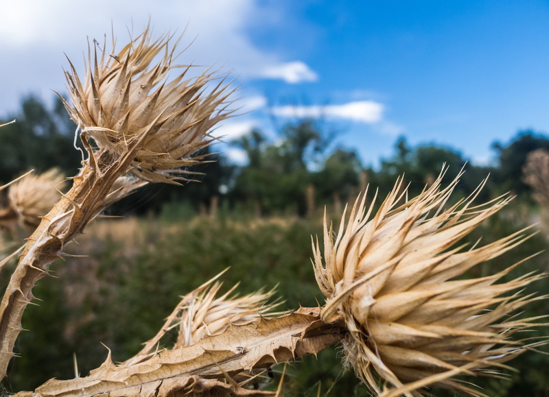 2K, tranquility, flora, thorny, landscape, yellow, autumn, summer, nature, stalk, land, field, crop, flower, no people, plant, rural scene, skewer, farm