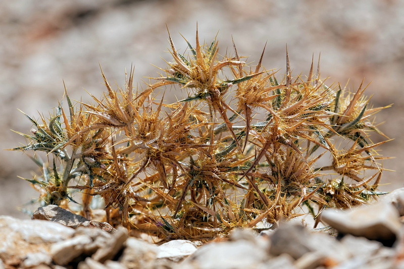 land, selective focus, tranquility, ecosystem, thorns, nature, cold temperature, focus on foreground, environment, plant, outdoors, thorny, pine tree, mediterranean