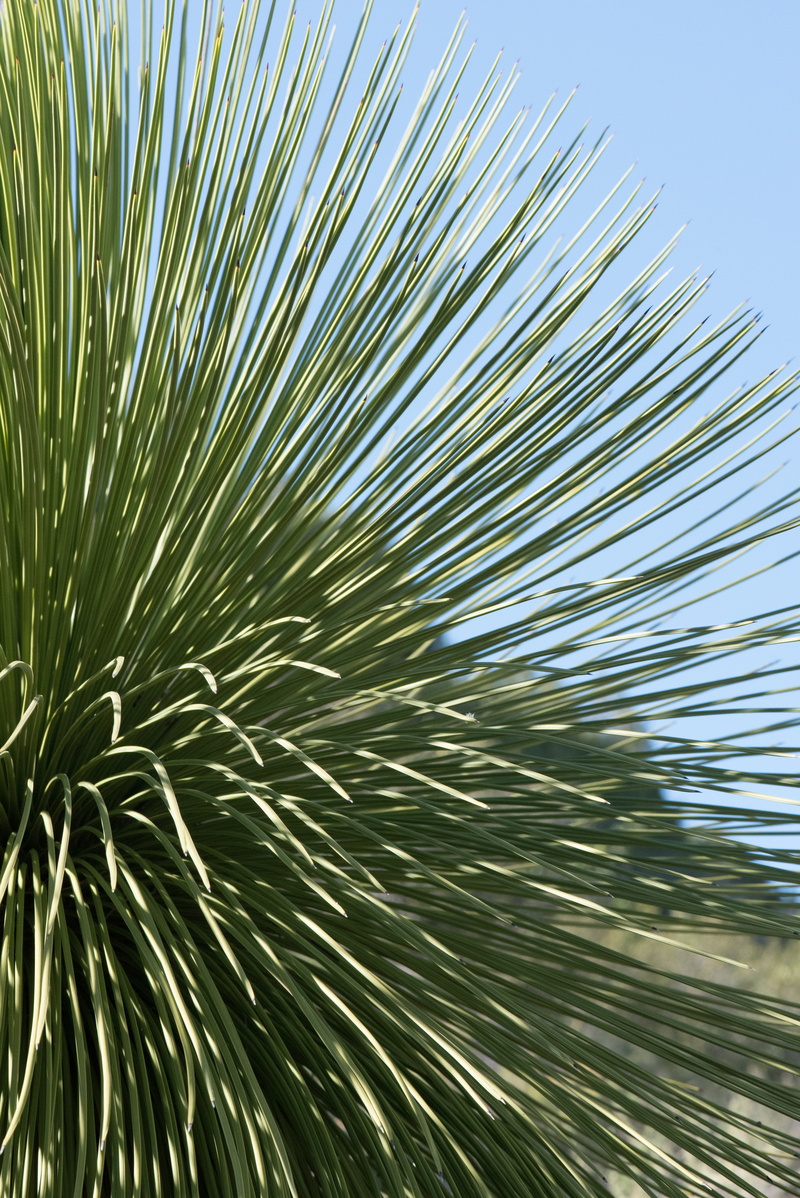green, garden, leaf, wild, coniferous tree, plant, skewers, day, green color, sunlight, needle - plant part, sky, plant part, palm leaf, nature, thorny