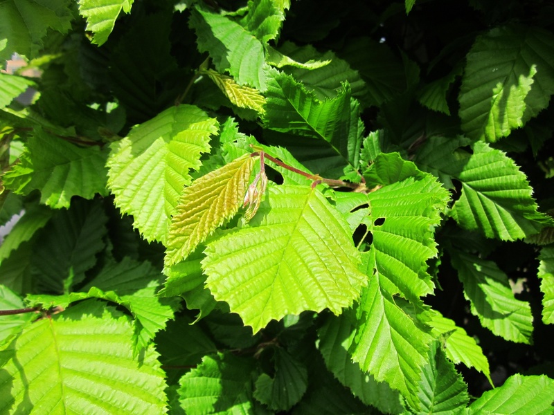 leaves, macro, sunlight, growth, animals in the wild, shrub, 2K, nature, day, leaf vein, species, plant part, one animal, outdoors, flora, carpinus betulus