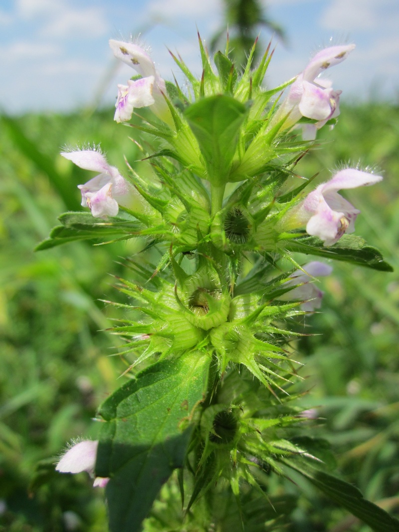 green color, ballota nigra, 2K, fragility, focus on foreground, outdoors, freshness, pink color, beauty in nature, petal, flora, flowering plant, flower head