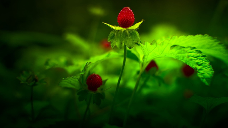 berry, tree, strawberry, plant part, holly, flower head, day, vulnerability, fresh, flowers, summer, season, flora, freshness, nature, leaves, floral, decorative