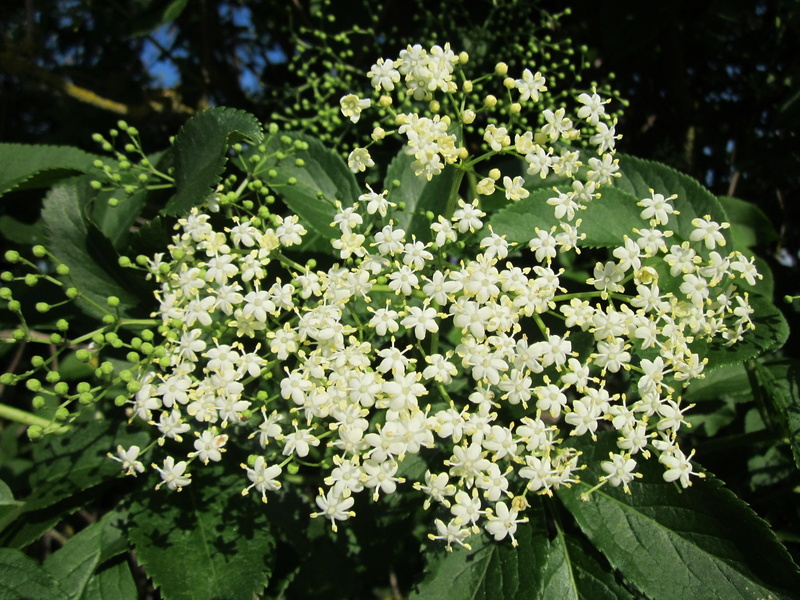 european elder, lilac, flowering plant, Sambucus Nigra, green color, tree, nature, botany, no people, flower, growth, Elderberry, Elder, sunlight, plant