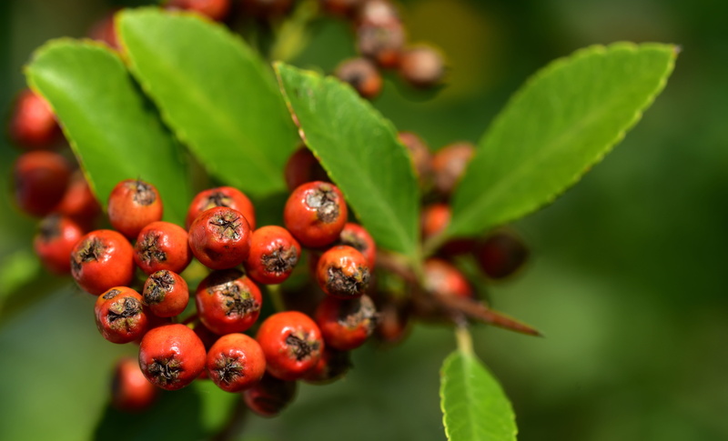 bush, day, ornamental, mountain ash, tree, close-up, food and drink, beauty in nature, close up, birds bosk, orange, summer, focus on foreground, small