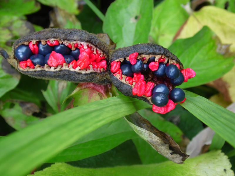 berry, forest, green, gardening, nature, natural, season, ripe, seed, 2K, summer, fall, wood, health, red, wellbeing, fruit, strange, bright, berry fruit