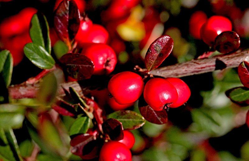 wellbeing, nature, leaf, food, ripe, day, shrubs, low-foaming, outdoors, plant part, beauty in nature, freshness, ornamental shrub, sunny, red, ornamental plant