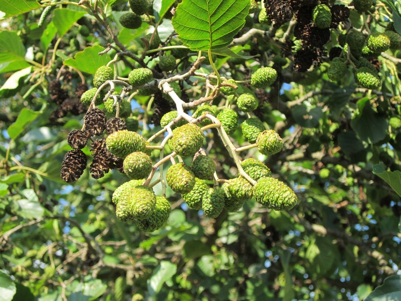 plant part, freshness, selective focus, day, botany, alder, 2K, plant, fruit, growth, leaf, no people, beauty in nature, close-up, wellbeing, nature, outdoors
