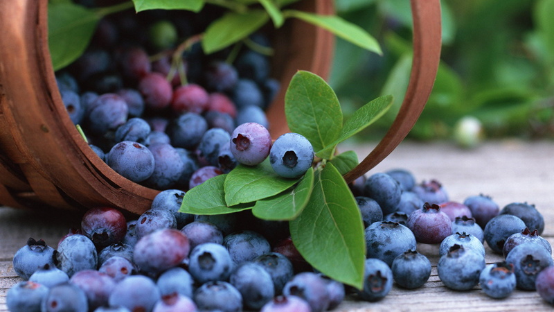 seasonal, sweet, flora, leaf, grape, freshness, no people, blueberry, berries, flower, garden, close, color, floral, food and drink, decoration, holly