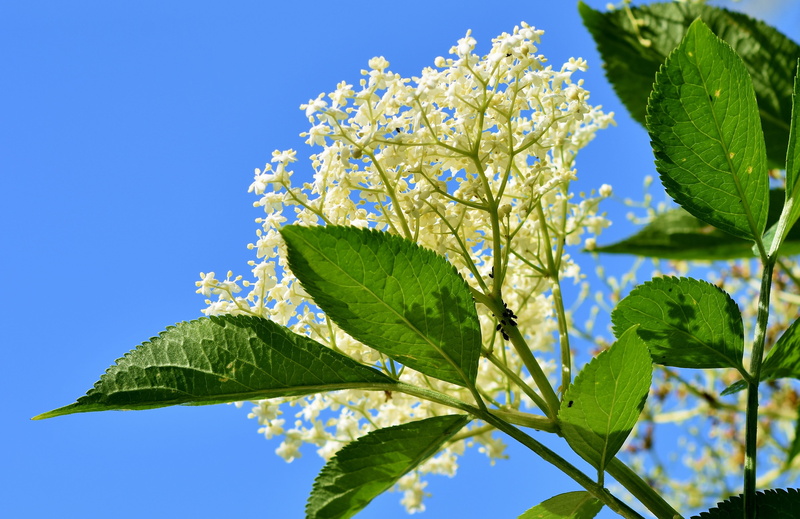 elderflower, view, elder, flowers, springtime, shrub, no people, black elderberry, flower head, holder bush, freshness, fruits, leaf, branch, unripe berries