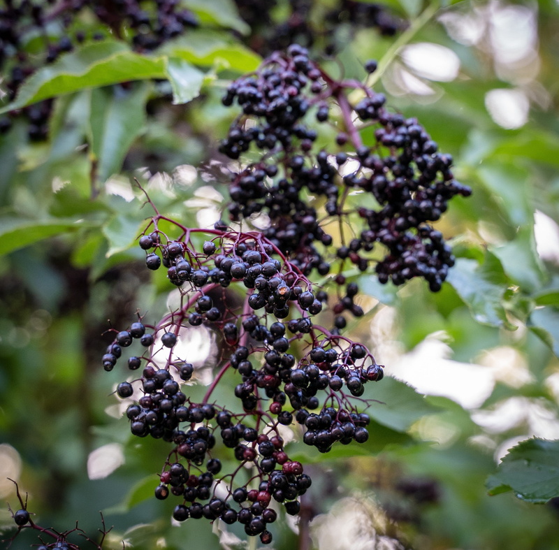 healthy eating, holder bush, scrub, outdoors, focus on foreground, bush, late summer, fruit, holder, growth, elder, berry fruit, fruits, wellbeing, purple