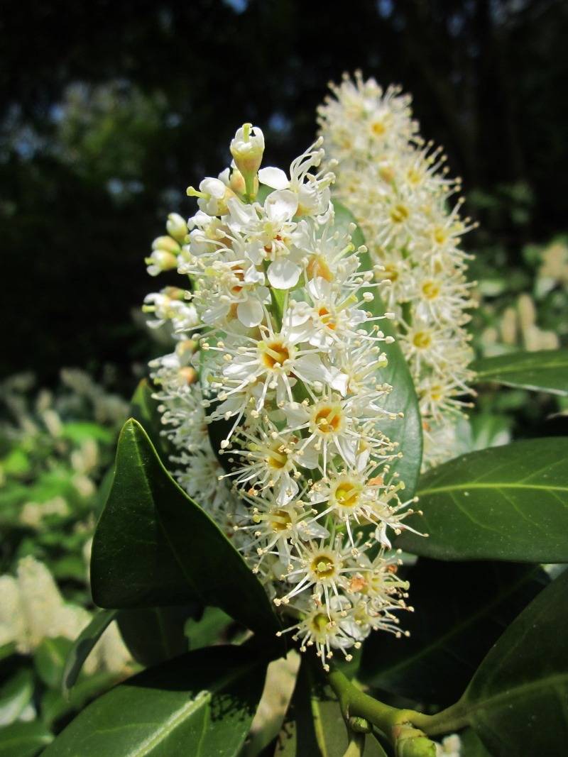 flower head, species, flower, common laurel, plant, no people, nature, beauty in nature, flowering plant, leaf, english laurel, blossom, cherry laurel