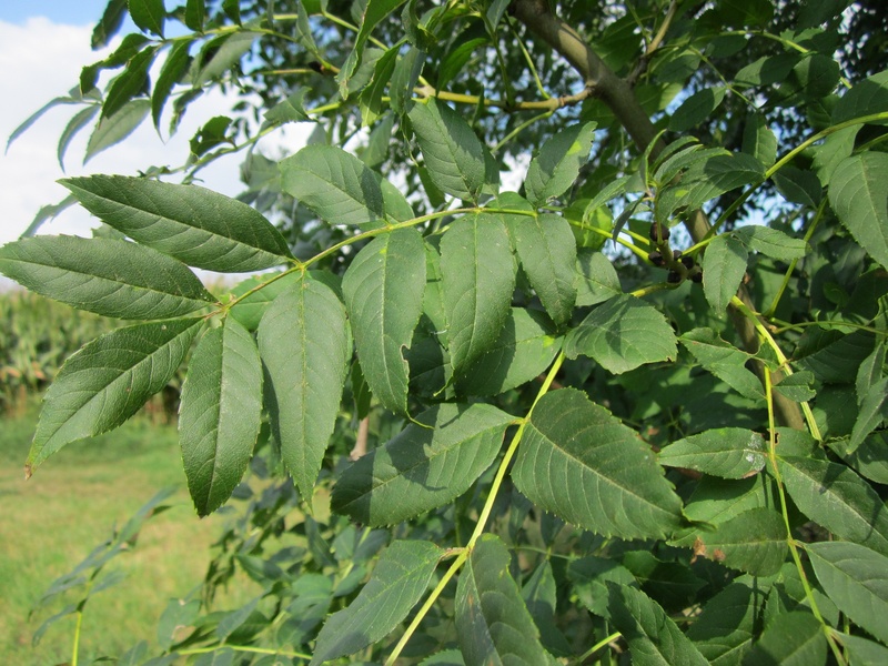 food, tree, plant, nature, flora, fraxinus excelsior, european ash, common ash, species, growth, ash, outdoors, close-up, leaves, focus on foreground, low angle view