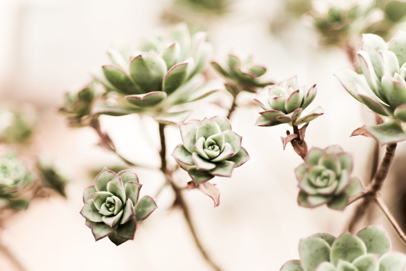 succulent, focus, close-up, rose - flower, flower, focus on foreground, 2K, bouquet, beauty in nature, flowering plant, photograph, plant part, prince