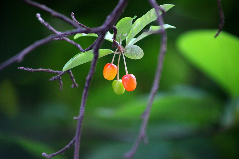 selective focus, help me, orange, nature, ripe, close-up, plant part, food, wellbeing, delicious, bodhi, have a read, plant, photography, cherries, orange color