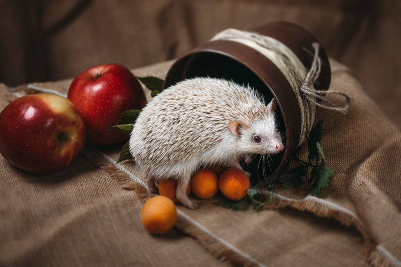 hedgehog, fruit, animals, 1080P, food, apples