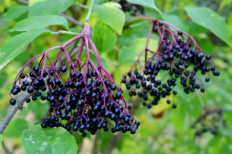 focus on foreground, umbel, nature, cure, selective, sambucus nigra, black elderberry, day, late summer, musky herb greenhouse, healthy eating, focus, round