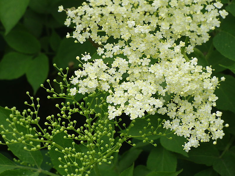 close-up, nature, vulnerability, Holler, elder, plant part, growth, lilac, beauty in nature, green Color, white, flower head, freshness, focus on foreground