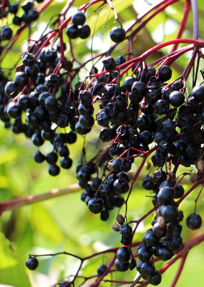 berries, fruit, bush, cure, sunlight, holler, shrub, food, berry fruit, hanging, day, tree, food and drink, outdoors, 2K, sambucus, black elderberry, freshness