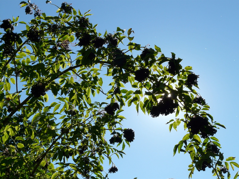 berries, fruit tree, cure, tree, sunlight, elder, low angle view, black, nature, lilac, plant part, plant, elderberries, leaf, green color, no people, black elderberry