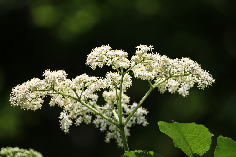bush, bloom, elder, elderflower, flower head, fragility, holler, sky, springtime, adoxaceae, elder buds, holder bush, white green, white color, sambucus
