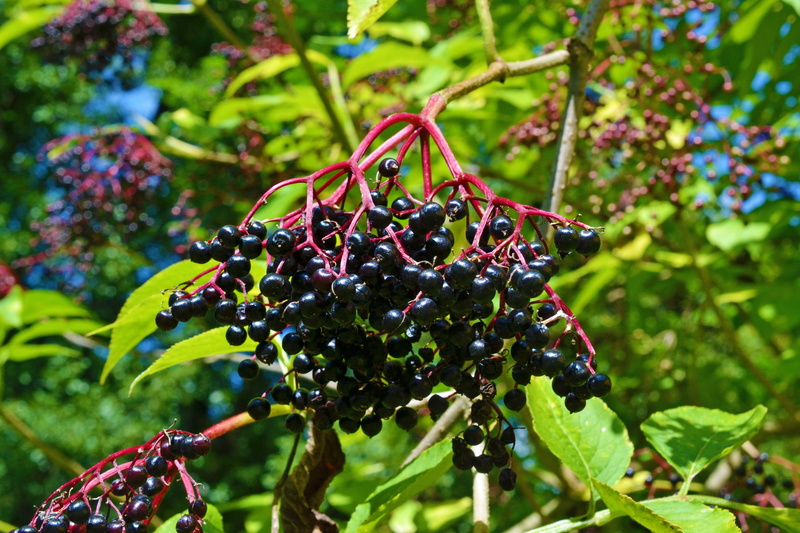 holder bush, musky herb greenhouse, adoxaceae, elderberries, no people, black, tree, focus on foreground, close-up, holder, growth, leaf, vitamins, outdoors