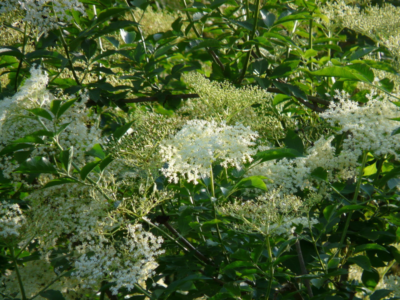 plant, flower, tree, water, leaf, elder, high angle view, bloom, flowering plant, Black Elderberry, no people, white, land, sambucus, growth, Elderflower