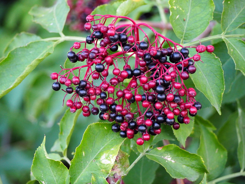 food and drink, growth, holler berry, elderberries, elder, plant, no people, day, leaf, outdoors, ripe, bunch, green color, berries, fruit, holder bush