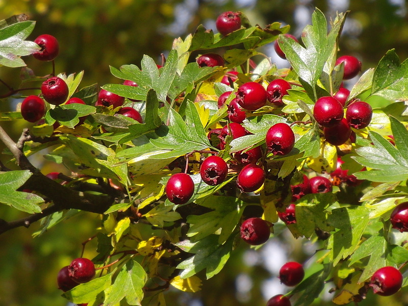 autumn fruit, hawthorn berries, tree, plant part, fruit, red currant, day, ripe, berry fruit, growth, medicinal plant, cherry, freshness, outdoors, no people