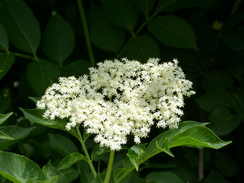 lilac, fragility, white color, freshness, inflorescence, plant, phytotherapy, no people, sambucus nigra, flowering plant, growth, green color, nature, focus on foreground