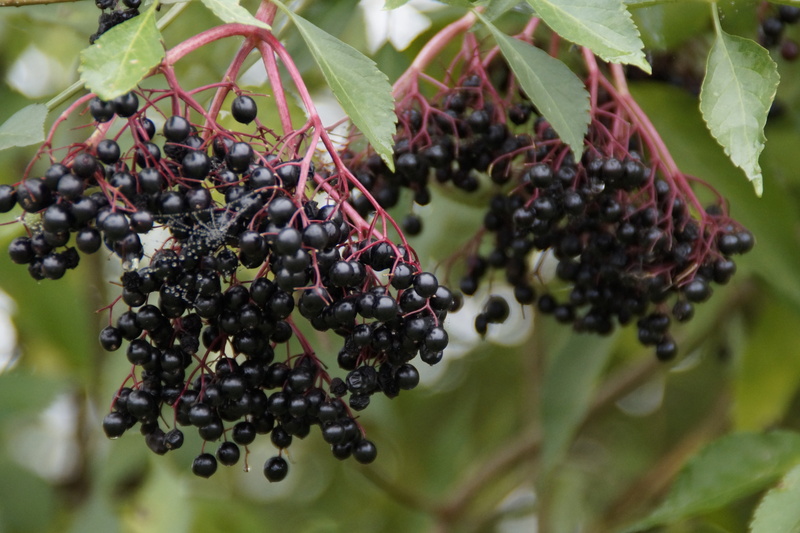 wellbeing, elderberries, black color, berries, outdoors, blackberry - fruit, hanging, healthy eating, food, fruit, berry fruit, close-up, plant part, tree