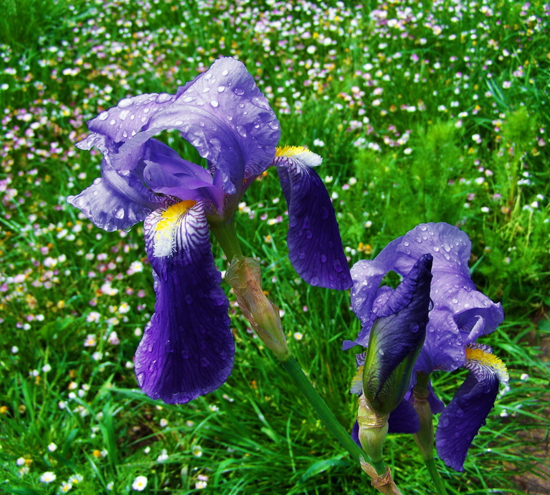 springtime, 1080P, close-up, nature, flower head, fleur-de-lis, freshness, no people, fragility, field, vulnerability, inflorescence, iris, growth, dew