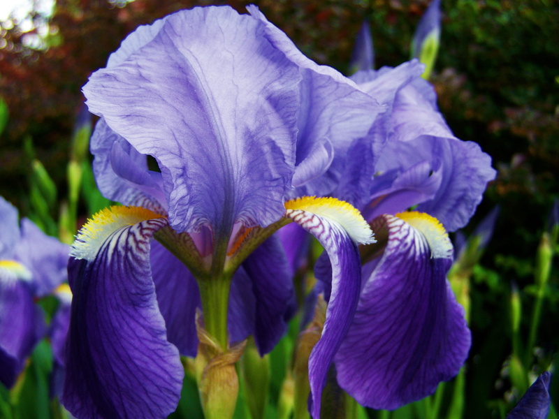 petal, growth, beauty in nature, fragility, iris, plant, inflorescence, close-up, vulnerability, bluish-violet flower spring, fleur-de-lis, purple, botany