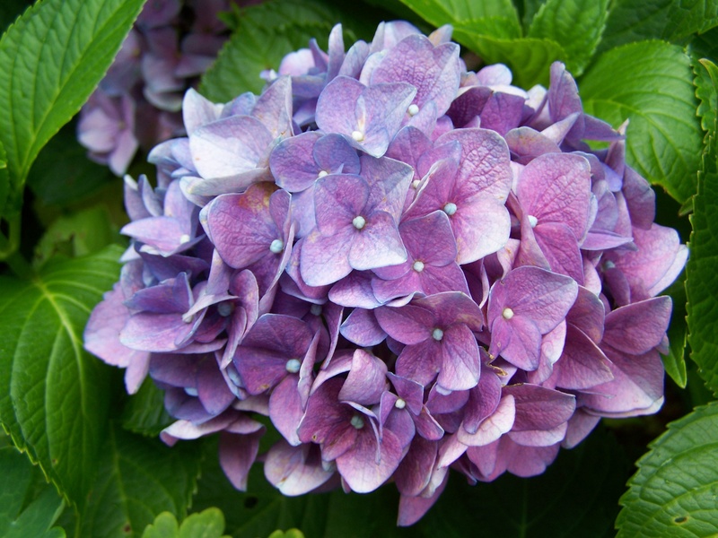 plant, summer, close-up, leaf, purple, petal, lilac, bunch of flowers, summer flower, vulnerability, bluish-purple hydrangea, fragility, growth, flowers