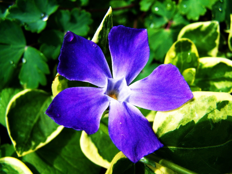 growth, a bluish-purple flower, vulnerability, flower head, garden, outdoors, no people, day, flower, focus on foreground, freshness, fragility, iris - plant