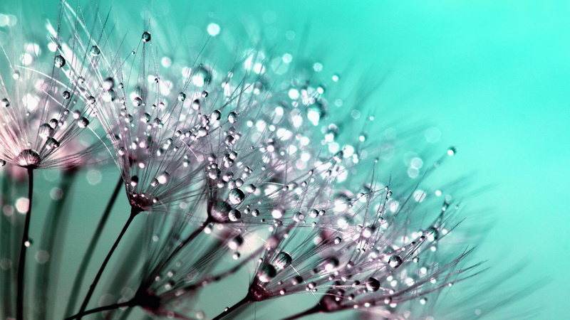 water drops, dew, macro, drops, flower, 4K