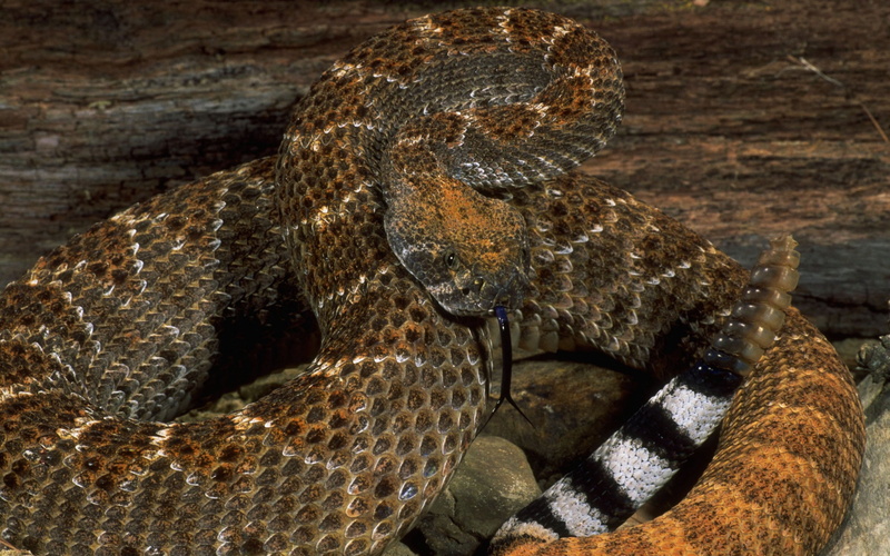 zoo, animal head, living Organism, one Animal, rattlesnake, outdoors, color, nature, zoology, danger, poisonous, reptile, textured, crawling, animals In The Wild