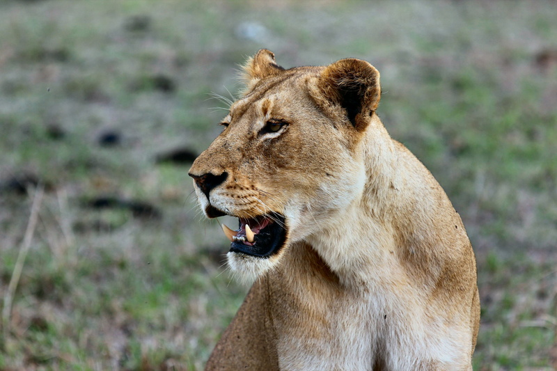 cat, no People, brown, africa, looking, kenya, masai Mara National Reserve, animals And Pets, endangered Species, wild Animals, danger, day, wilderness Area