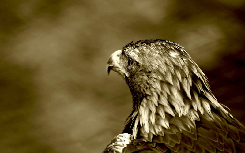 falconry, hawk - Bird, outdoors, buzzard, wildlife, animal, nature, falcon - Bird, animal Eye, close-up, beak, animal Head, predatory look, photography