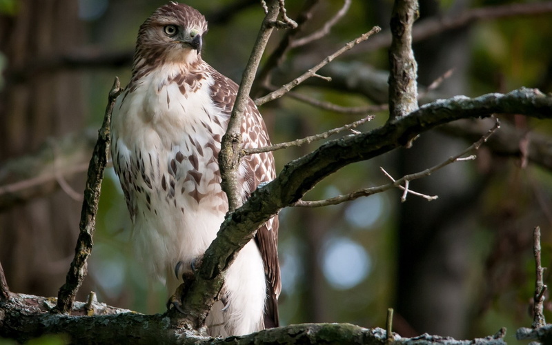 hawk - Bird, animals Hunting, 1080P, looking, tree trunk, nature, eagle, animal Wing, beauty In Nature, animal themes, carnivore, no people, animals In The Wild