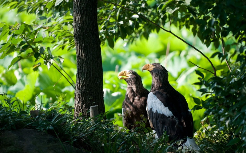 flying, growth, nature, 2K, two animals, vertebrate, black Color, tree, bird of Prey, feather, day, animal themes, animal, plant, carnivore, scavenging