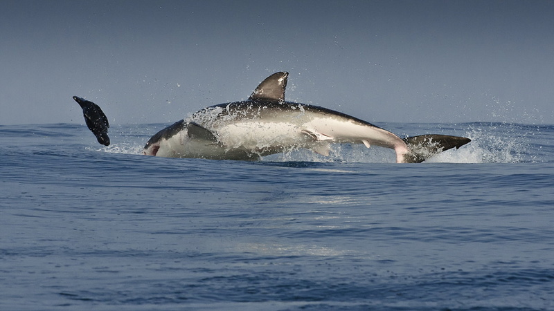animals in the wild, dolphin, water, pacific Ocean, bottle-nosed Dolphin, outdoors, animal themes, 1080P, action, animal wildlife, jump, nature, vertebrate