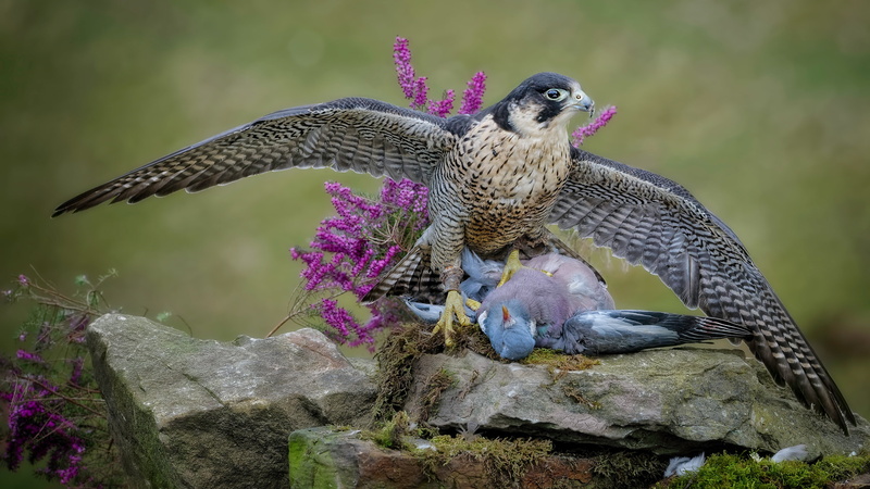 background, mining, moss, flowers, bird, hunter, dove, look, on the rocks, 4K, the scope, hawk, Heather, predator, Falcon, stones, predatory, pose, wings