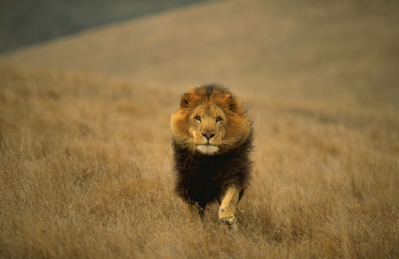 feline, lion, undomesticated cat, grass, looking at camera, predatory, animal, brown, animals, animals hunting, one animal, big cat, survival, vertebrate