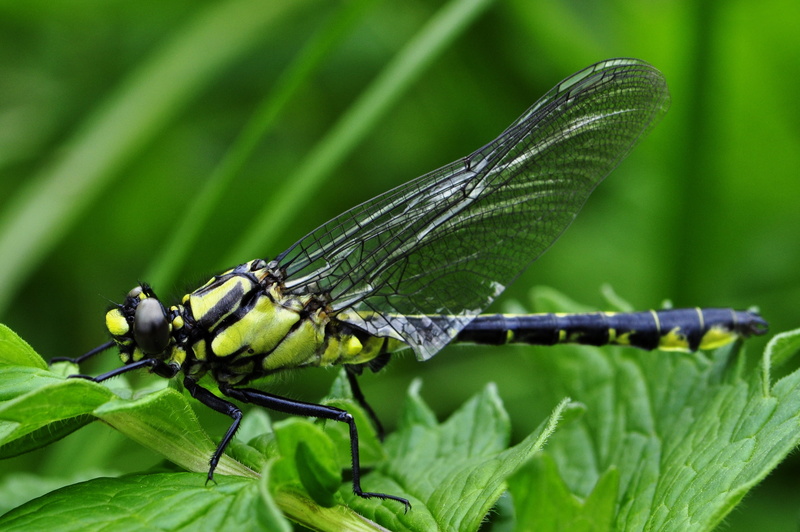 focus on foreground, dragon, ly, no people, animal wildlife, animal, damselfly, invertebrate, day, dragonfly, plant, plant part, yellow, nature, one animal