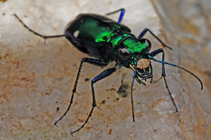 one animal, beetles, focus on foreground, outdoors, green color, insect, animal, invertebrate, predatory, animal themes, no people, selective focus, 2K