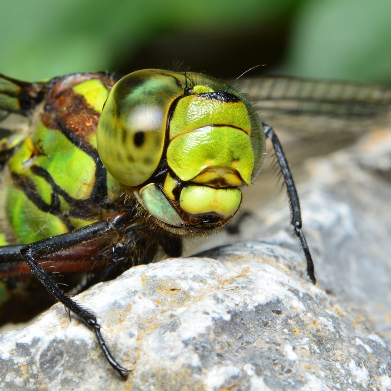 flight insect, animal head, dragonfly, rock - object, no people, rock, animal wildlife, close-up, close, focus on foreground, animal themes, 2K, animals in the wild