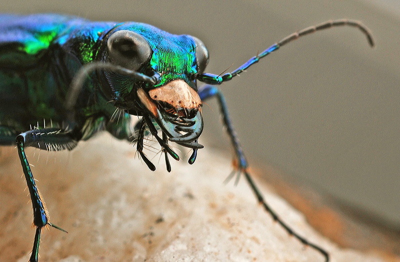 animal wildlife, one animal, animal eye, animal body part, extreme close-up, animals in the wild, no people, nature, animal, blue, invertebrate, Tiger Beetle