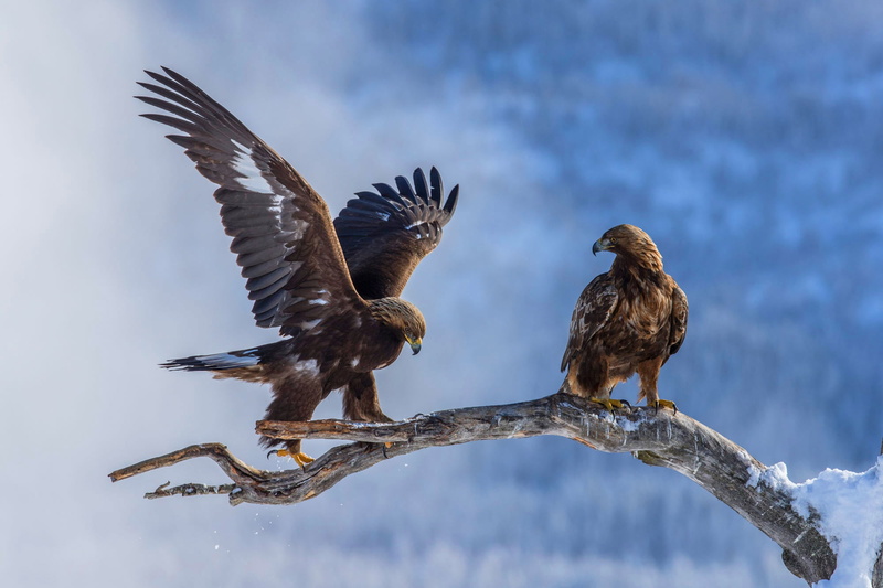 1080P, two eagles, eagle, blue background, predatory, wings, birds, nature, snow, flap, two, the eagles, winter, stroke, branch, pair